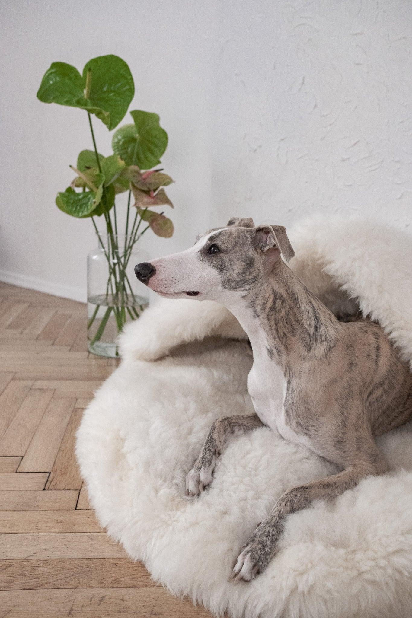 Premium Natural Sheepskin Pet Cave Bed — White